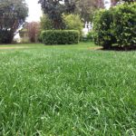 Adelaide Lawn Specialists